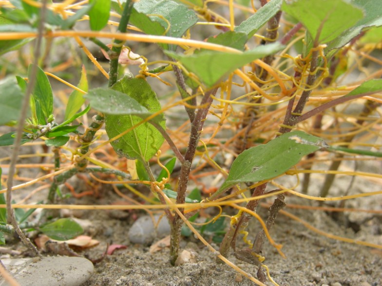 Cuscuta